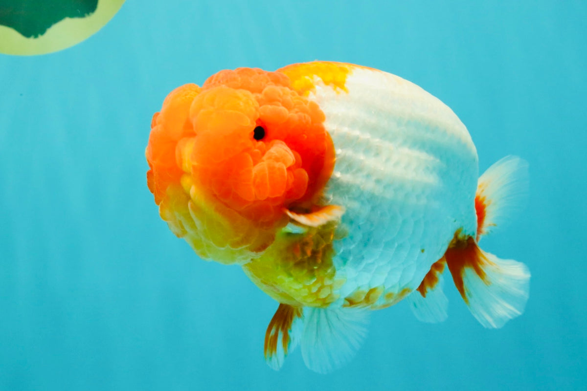 BIG WEN A Grade Red Head Red White Buffalo Ranchu Female 6 inches #101626RC_23