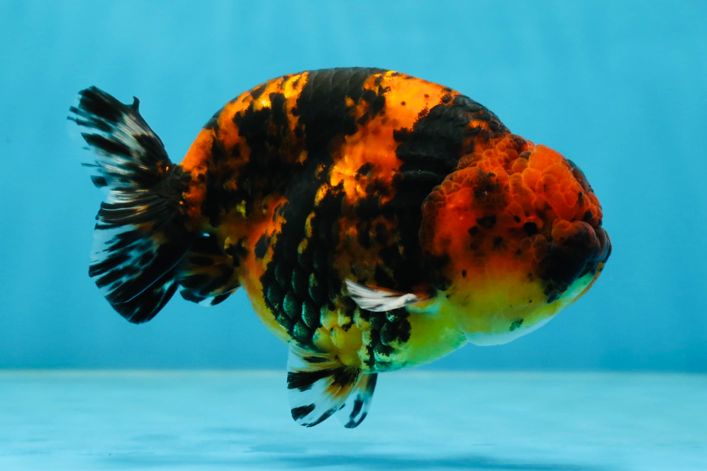 AAA Grade Tiger Female LionKing 5 inches #060625LC_06