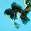 A Grade Panda Button Eyes Oranda Male 5 inches #080825OR_02