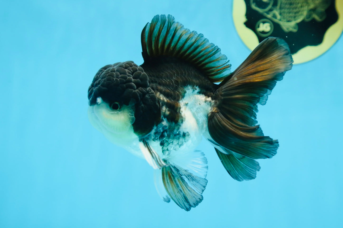 A Grade Panda Button Eyes Oranda Male 5 inches #080825OR_02