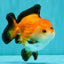 ADORABLE AAA Grade Tricolor Yuanbao Male 4.5-5 inches #080726YB_27