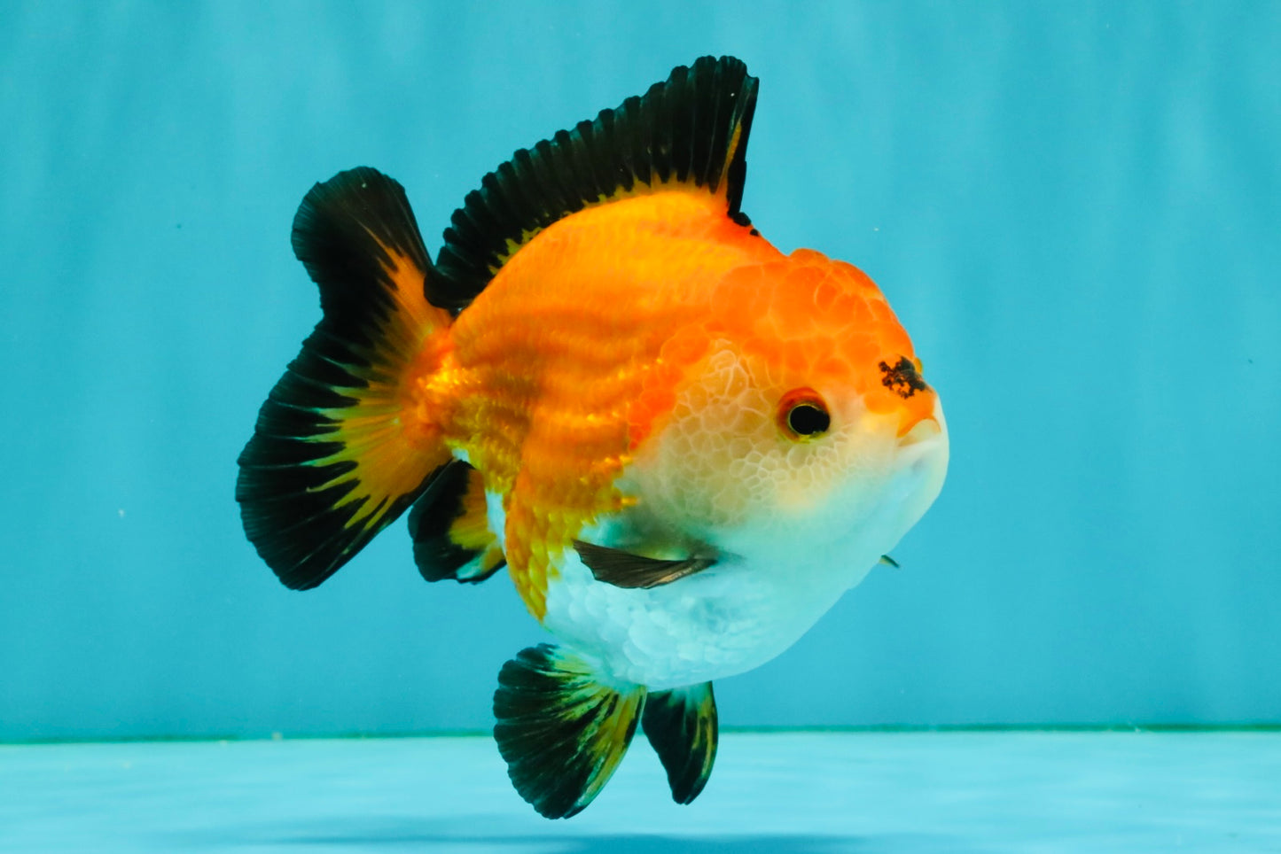 ADORABLE AAA Grade Tricolor Yuanbao Male 4.5-5 inches #080726YB_27
