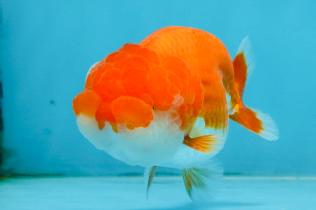 AAA Grade Red White LionQueen 4 inches #112825LC_02