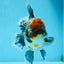 AAA Grade THICK BODY Calico Kirin Oranda Female 6 inches #080825OR_14