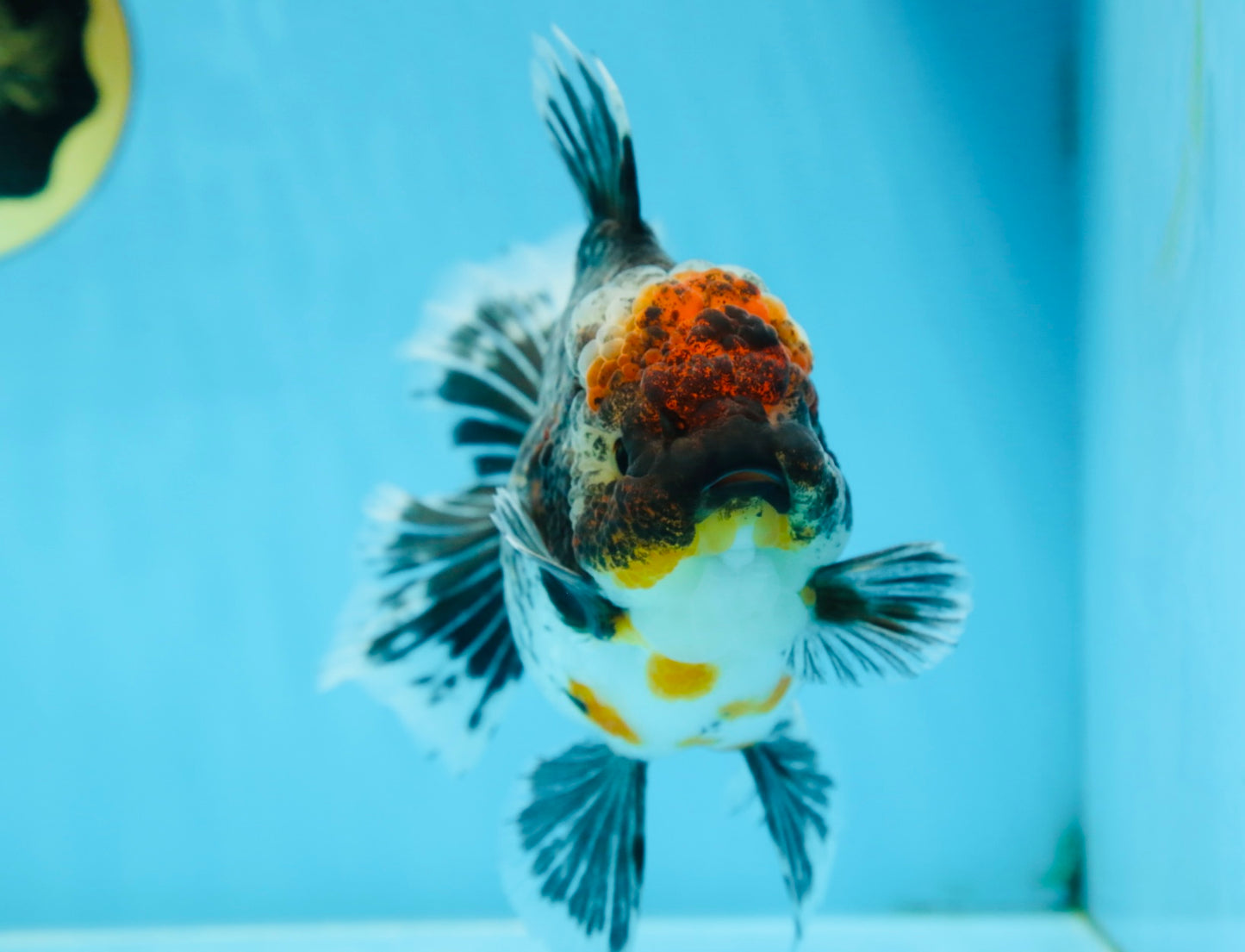 AAA Grade THICK BODY Calico Kirin Oranda Female 6 inches #080825OR_14