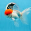 AAA Grade Red Cap Oranda Male 4.5 inches #0830OR_14