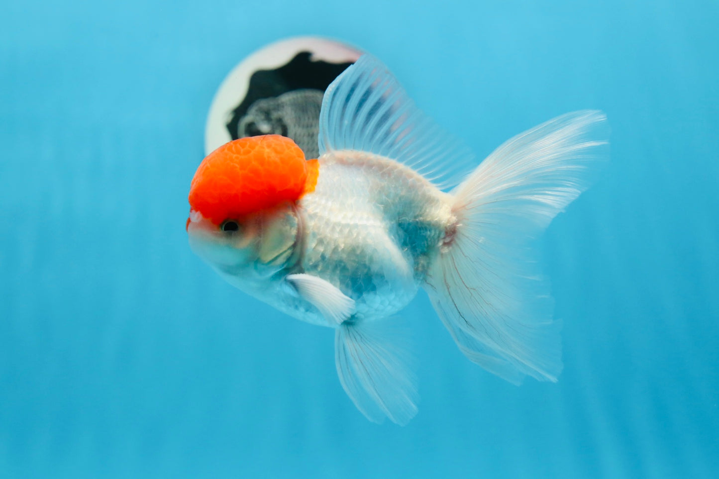 Macho Oranda de tapa roja de grado AAA de 4,5 pulgadas n.º 0830OR_14