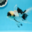 🐼 Panda Oranda Male 5 inches #0726OR_03