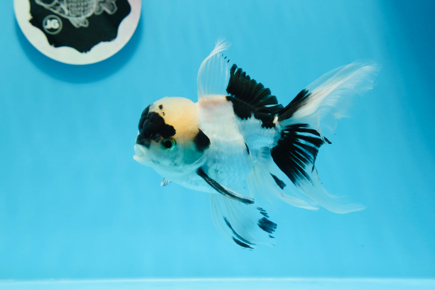 🐼 Panda Oranda Mâle 5 pouces #0726OR_03