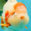 BULLDOG AAA Grade Red White Yuanbao Male 6 inches #070326YB_02
