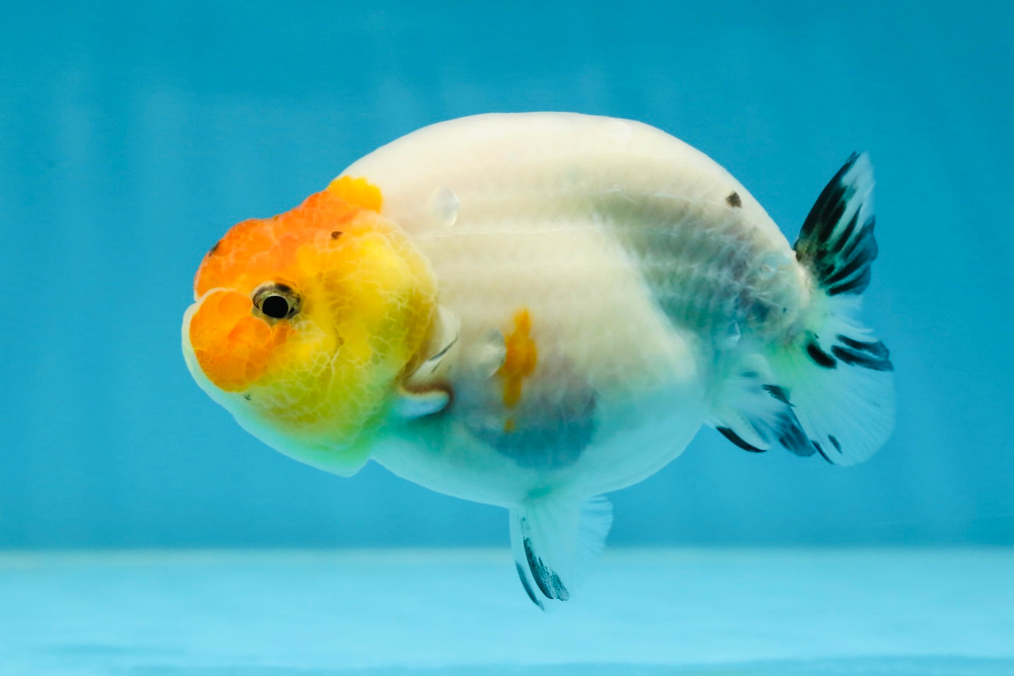 A Grade Sakura LionQueen 3.5-4 inches #051625LC_06