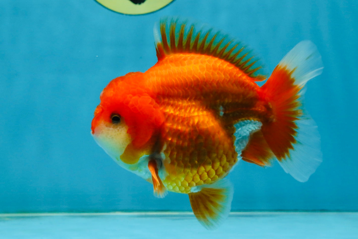 CHUBBY AAA Grade Red White Yuanbao Male 4.5 inches #121225YB_01