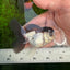 Panda Oranda Male 3.5 inches #1004OR_31