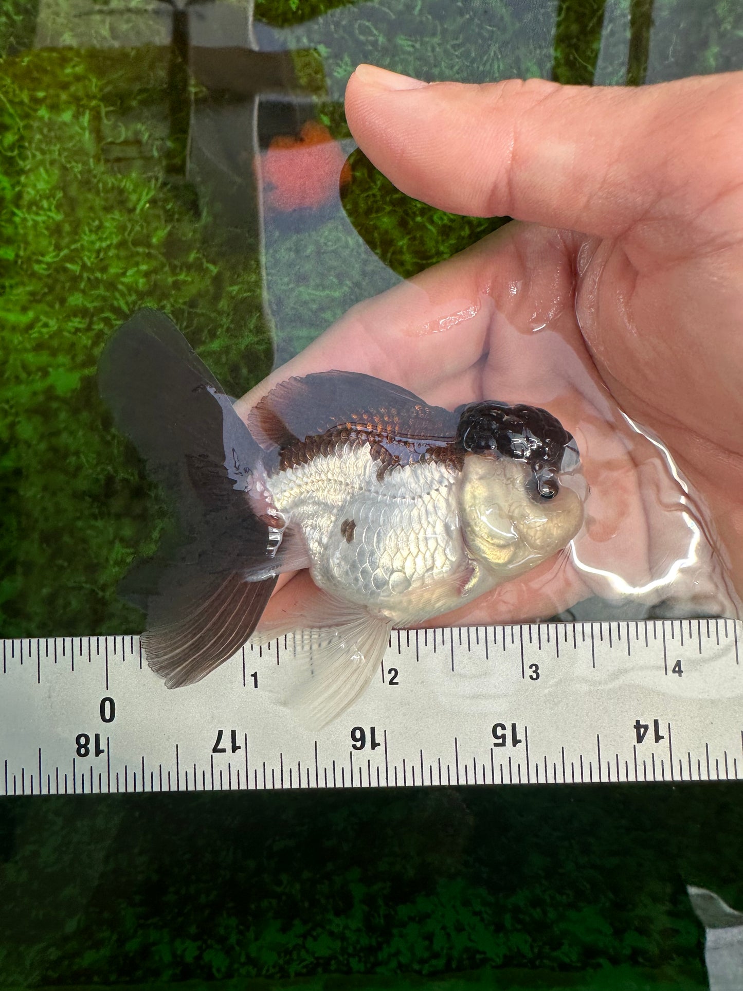 Panda Oranda Male 3.5 inches #1004OR_31