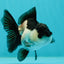 Panda Oranda Female 3.5-4 inches #110124OR_06