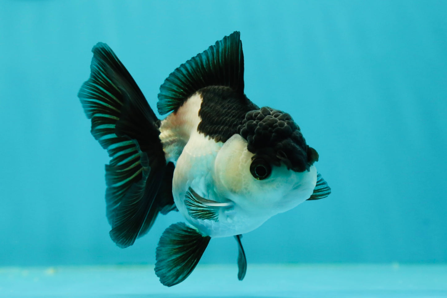 Panda Oranda Female 3.5-4 inches #110124OR_06