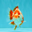 AAA Grade Red White Ryukin Male 4 inches #041726RK_05