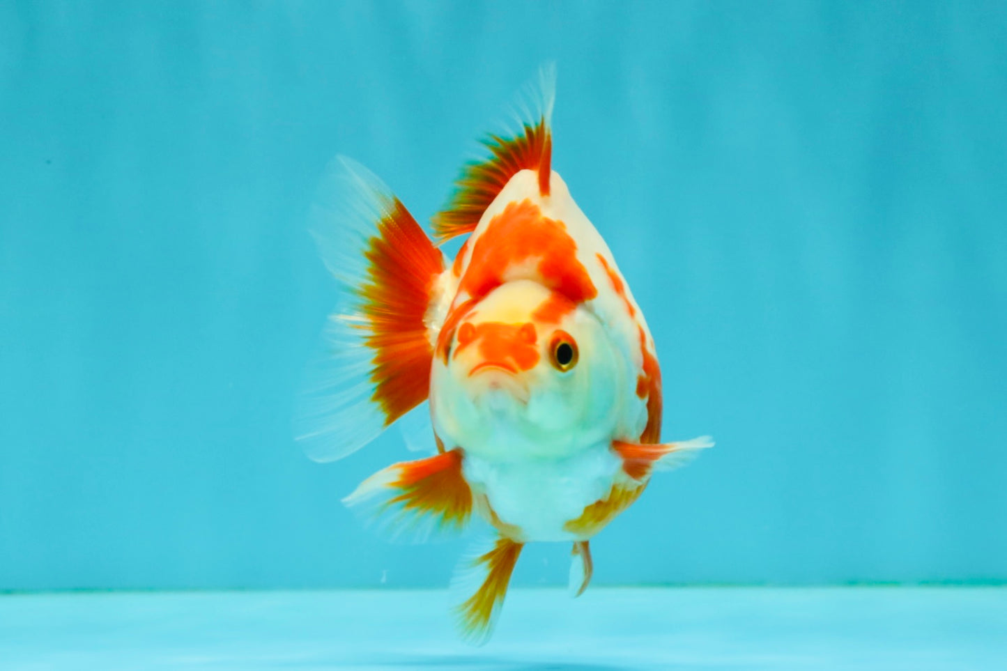 AAA Grade Red White Ryukin Male 4 inches #041726RK_05