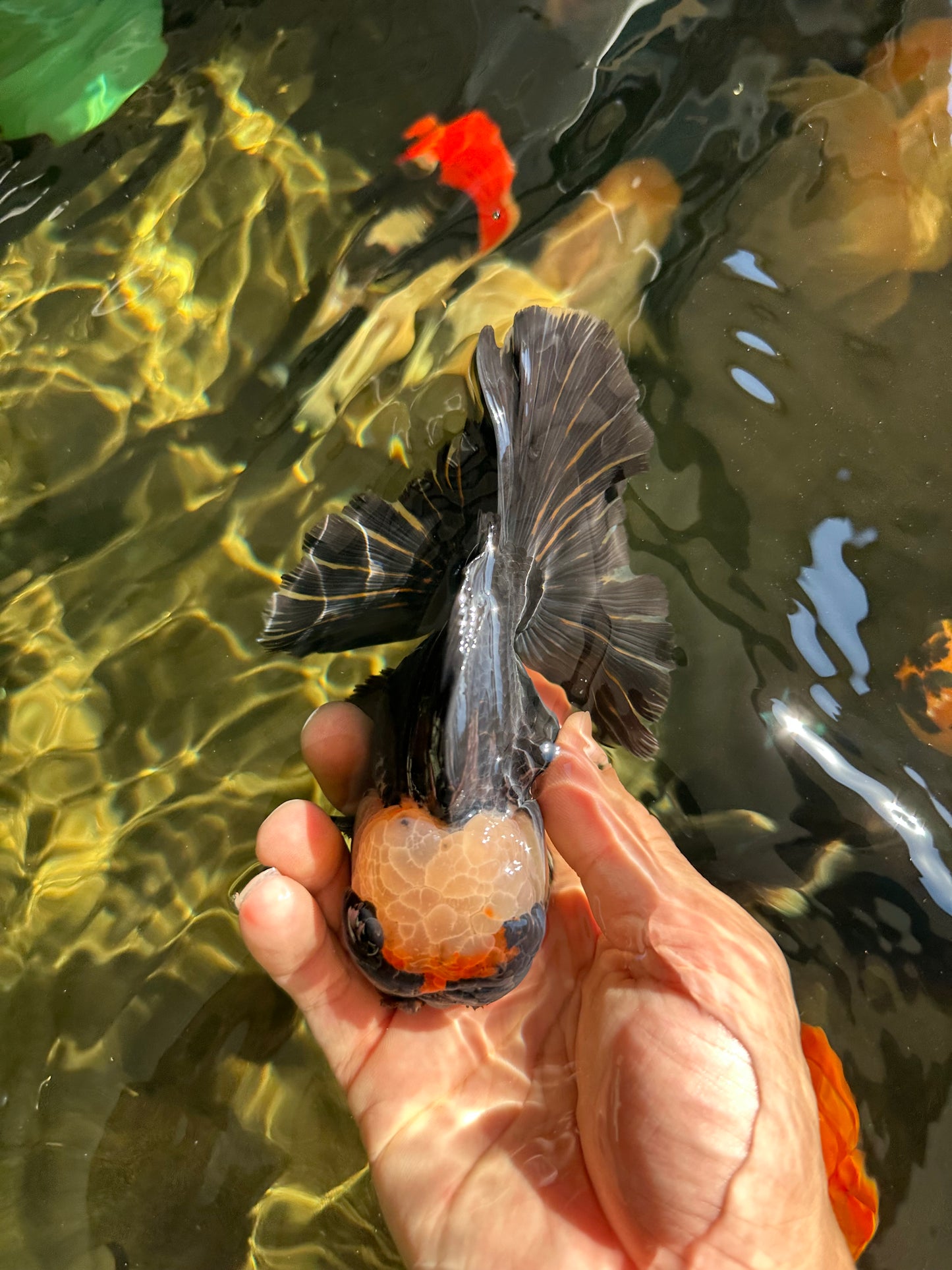 AAA Grade Tricolor Oranda Male 5 inches #050925OR_39