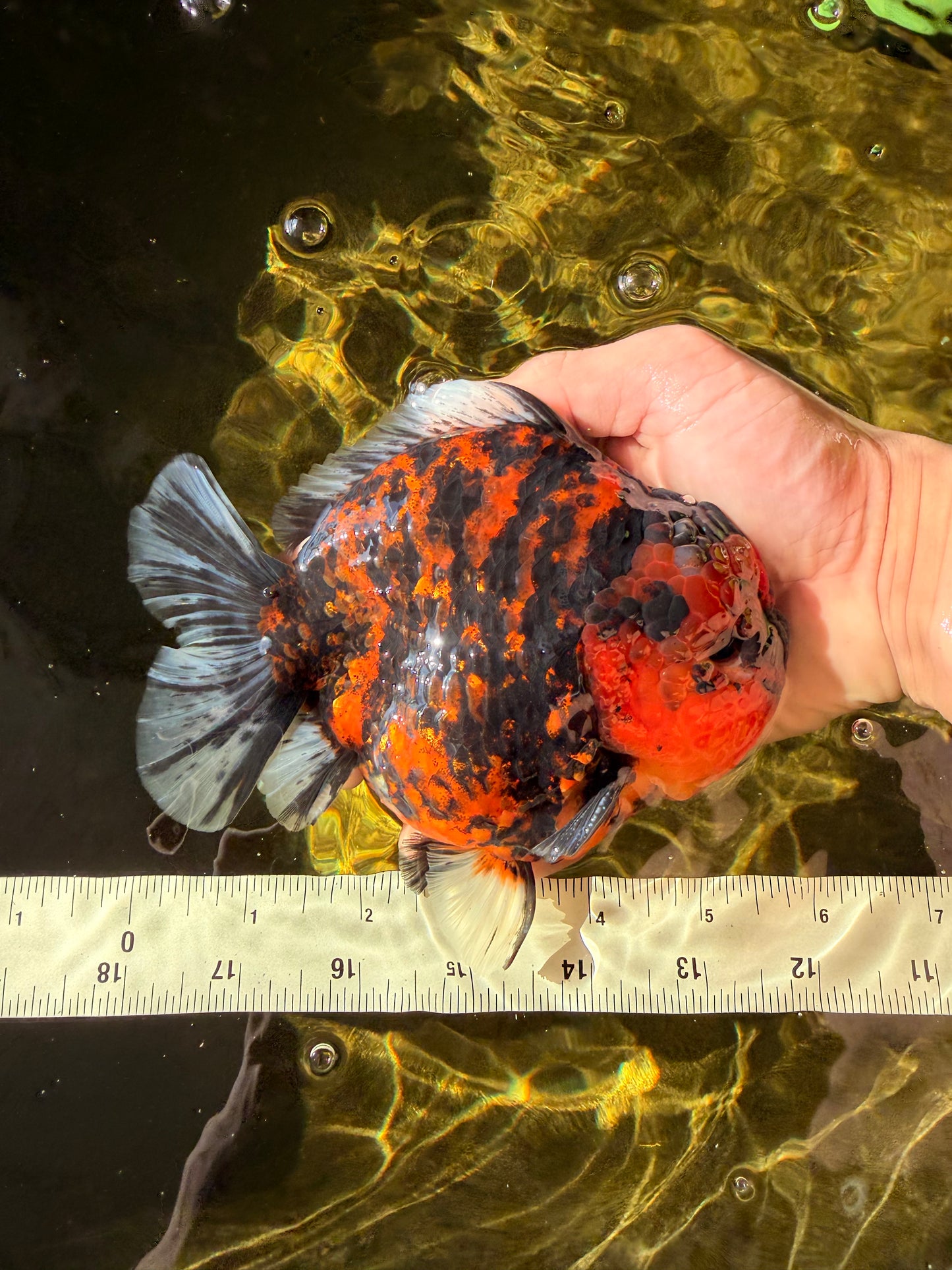 AAA Grade Godzilla Tiger Yuanbao Male 5.5-6 inches #032026YB_21