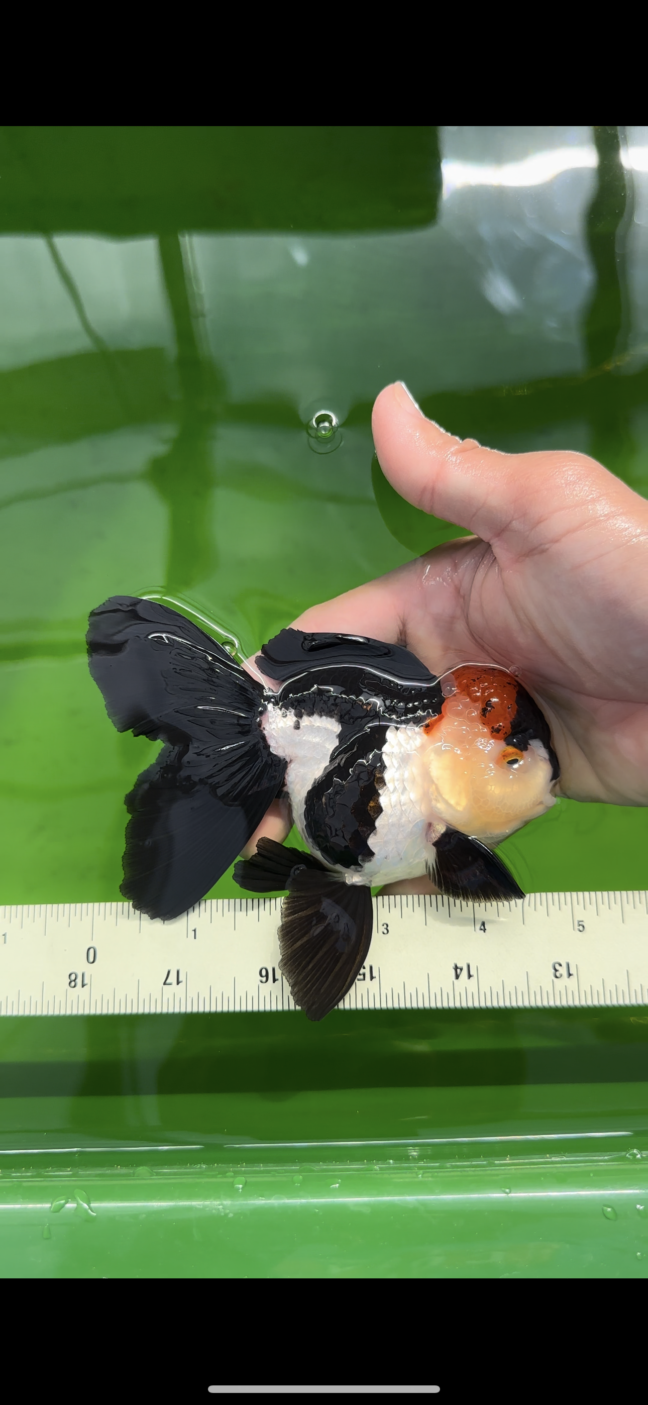 Oranda tricolor Batman de grado A, hembra, 5 pulgadas, n.° 0510OR_13