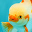CHICKIE A Grade Red White Oranda Male 6-6.5 inches #082826OR_13