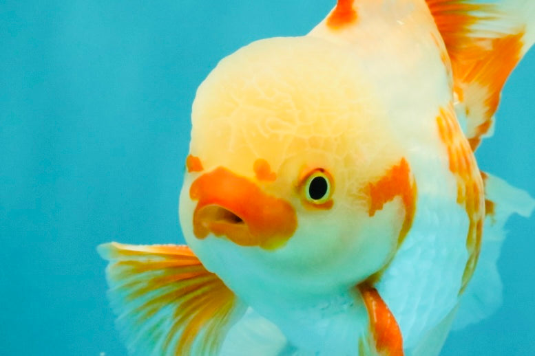 CHICKIE A Grade Red White Oranda Male 6-6.5 inches #082826OR_13