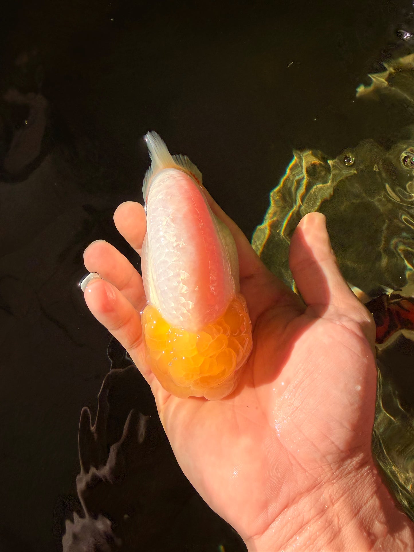 A Grade Dragon Lemonhead  LionQueen 4.5 inches #022726LC_28