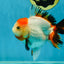 A Grade Tancho Tricolor Oranda Female 5-5.5 inches #050925OR_34
