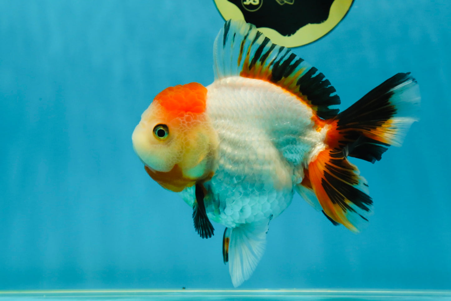A Grade Tancho Tricolor Oranda Female 5-5.5 inches #050925OR_34