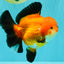 AAA Grade Apache Oranda Female 5.5-6 inches #071026OR_25