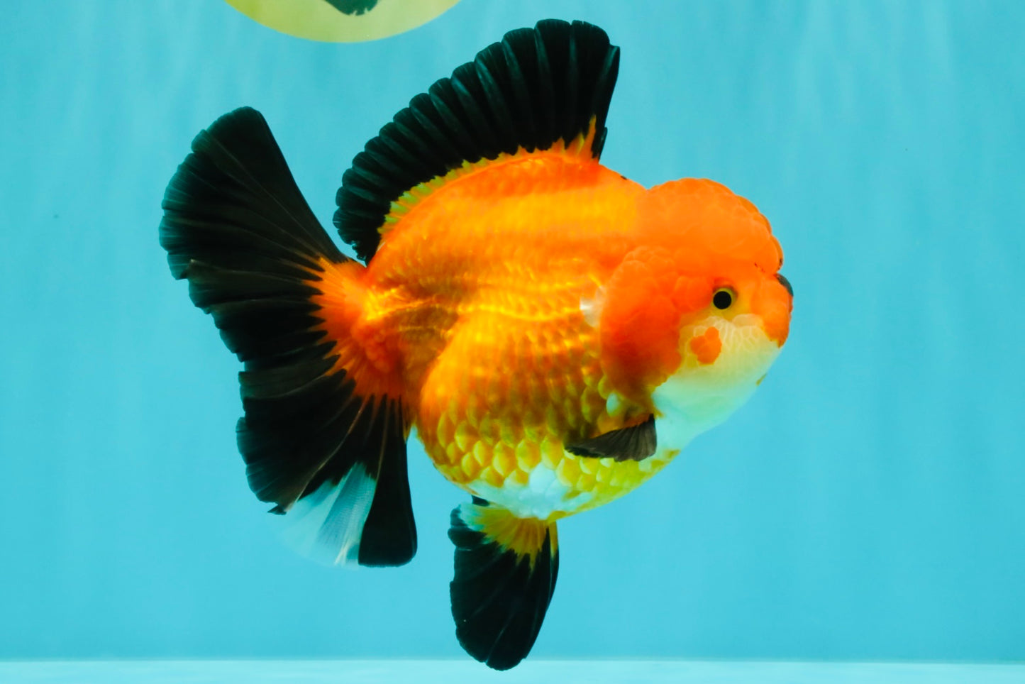 AAA Grade Apache Oranda Female 5.5-6 inches #071026OR_25