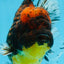 AAA Grade Godzilla Tiger Oranda Male 5.5 inches #100325OR_12