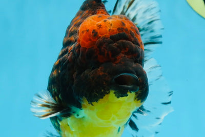 AAA Grade Godzilla Tiger Oranda Male 5.5 inches #100325OR_12