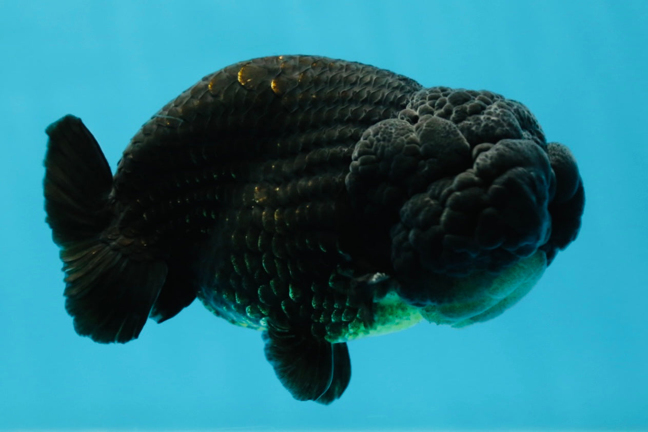 A Grade Black LionKing 4-4.5 inches #050925LC_13