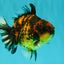 A Grade Tiger Yuanbao Male 4.5-5 inches #073126YB_18