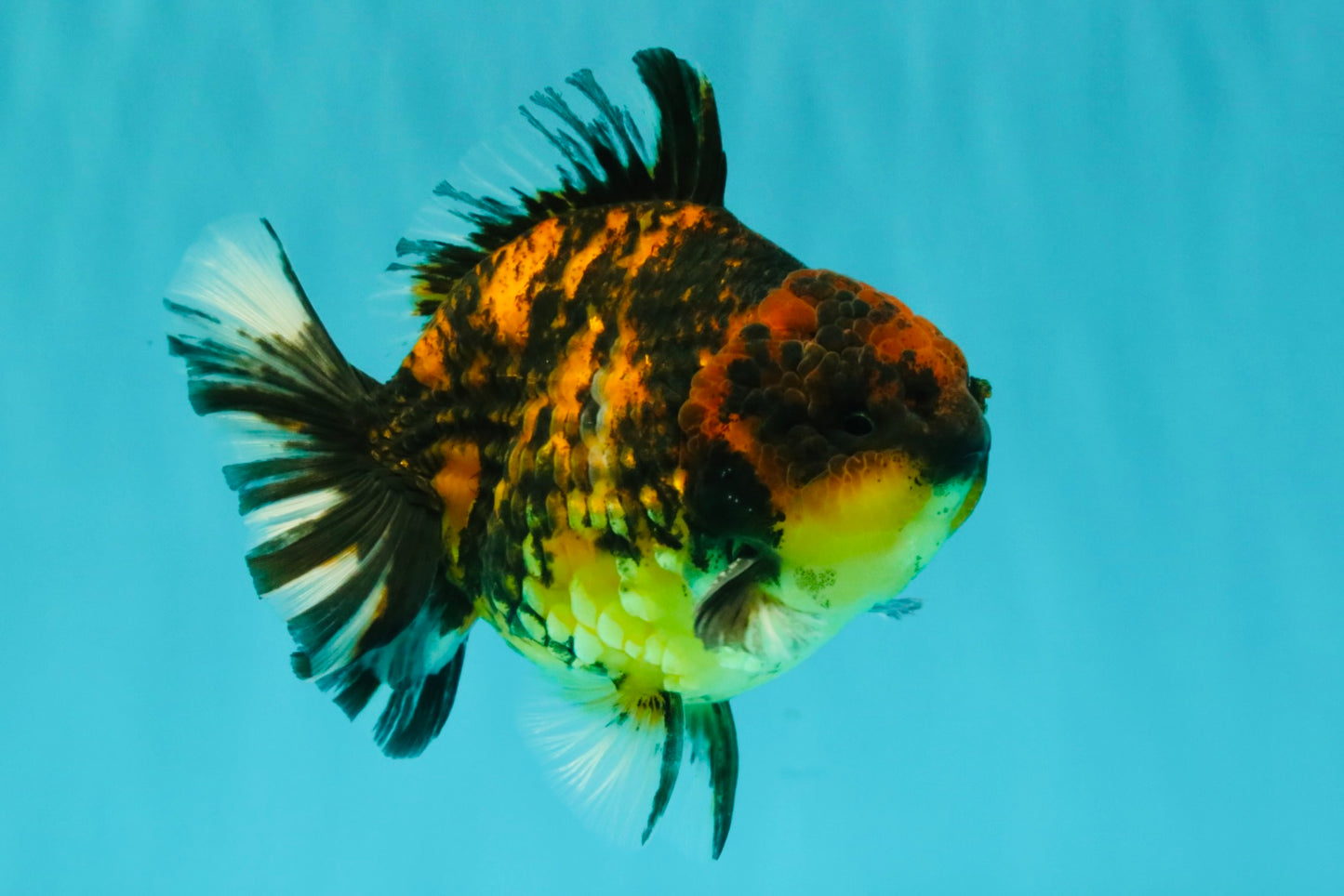A Grade Tiger Yuanbao Male 4.5-5 inches #073126YB_18
