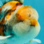 Calico Oranda Male 5-5.5 inches #050126OR_12