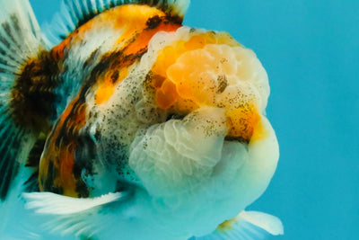 Calico Oranda Male 5-5.5 inches #050126OR_12