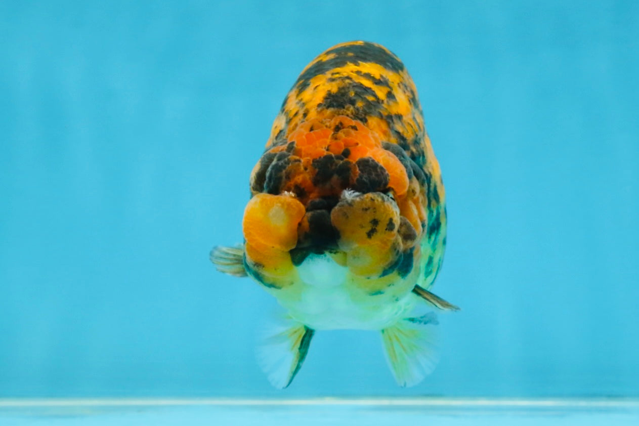 A Grade Tiger LionQueen 5.5 inches #112125LC_05