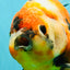 AAA Grade Jumbo Body Marble Sakura Oranda Male 6.5-7 inches #062626OR_02