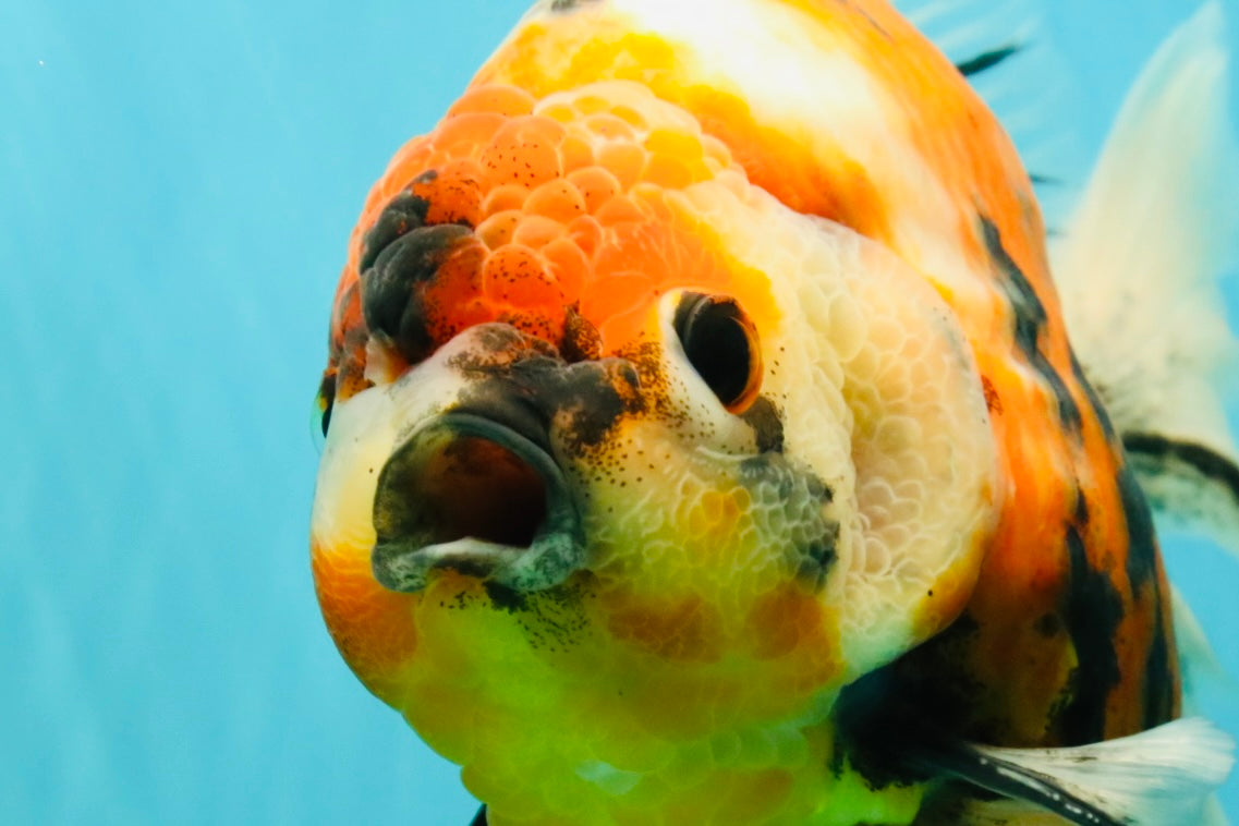 AAA Grade Jumbo Body Marble Sakura Oranda Male 6.5-7 inches #062626OR_02