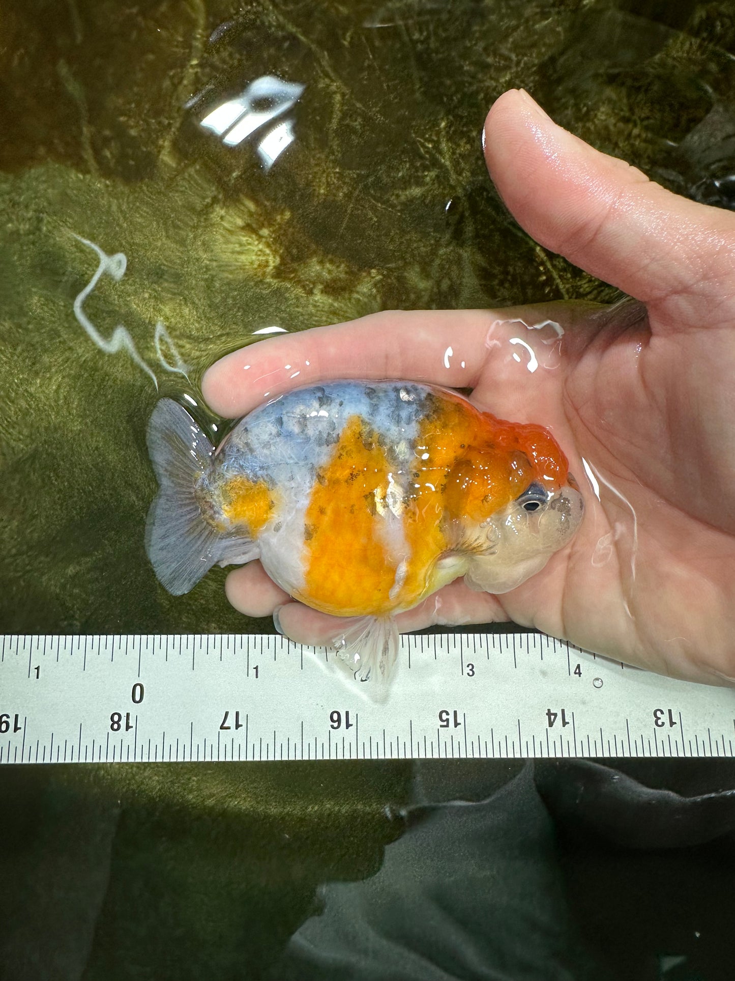 A Grade Calico LionQueen 4 inches #060625LC_05