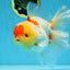 AAA Grade Godzilla Red White Oranda Female 6.5 inches #081525OR_14