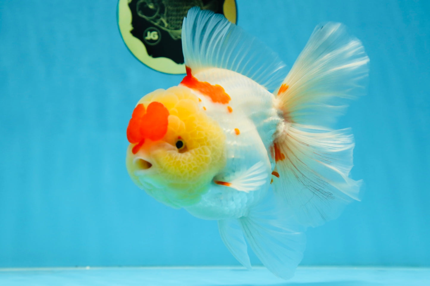 AAA Grade Godzilla Red White Oranda Female 6.5 inches #081525OR_14