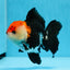 A Grade Tricolor Oranda Male 4.5 inches #0830OR_24