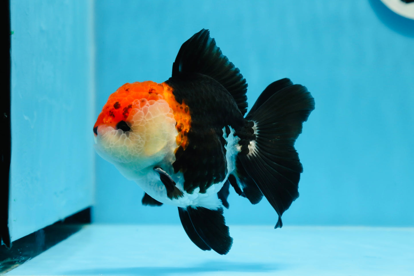 A Grade Tricolor Oranda Male 4.5 inches #0830OR_24