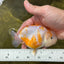 Kohaku Sakura Lionchu Male 4.5 inches #120624LC_22