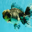 AAA Grade Super Special Marble Kirin Oranda Male 6 inches #061926OR_16