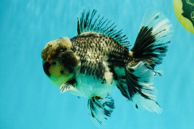 AAA Grade Super Special Marble Kirin Oranda Male 6 inches #061926OR_16